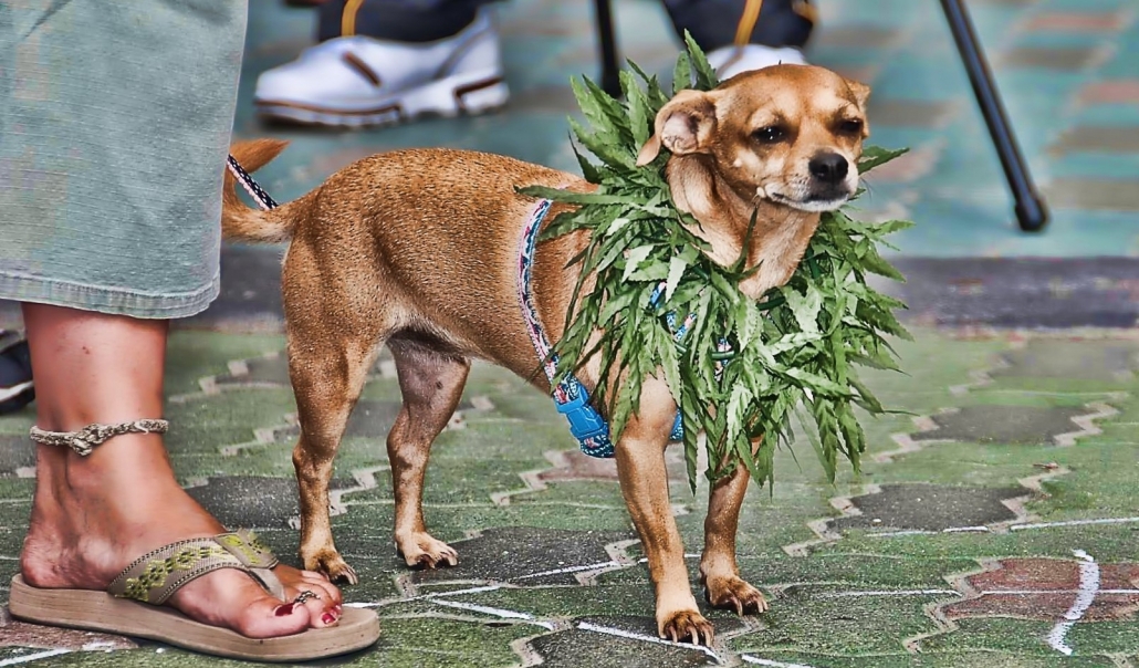 Marijuana Chihuahua Dog by Chris Yarzab