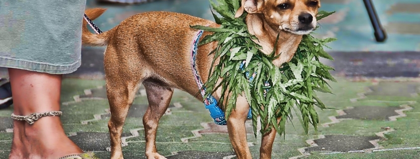 Marijuana Chihuahua Dog by Chris Yarzab
