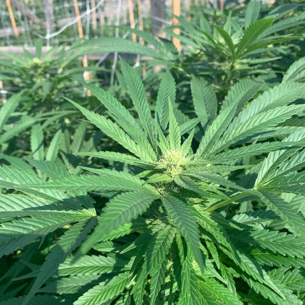 Sun Grown Michigan Grown Cannabis
