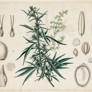 Cannabis sativa Botanische wandplaten by Swallowtail Garden Seeds