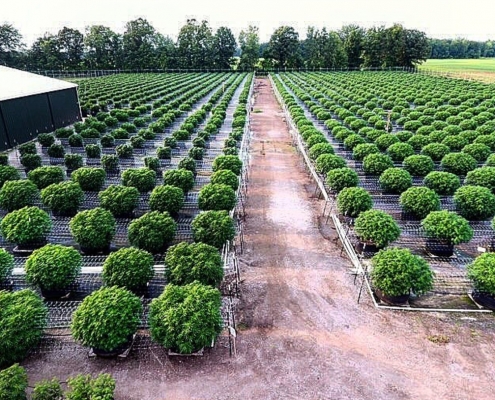 ReLeaf Center cultivation in Niles