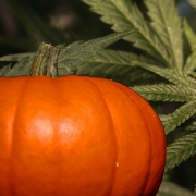 2021 Michigan Marijuana Halloween Guide