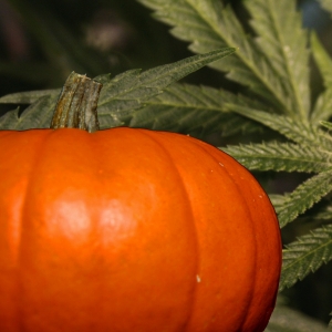 2021 Michigan Marijuana Halloween Guide