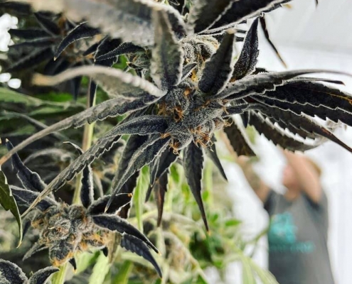 Tending the Plants by Transcend Microgrow