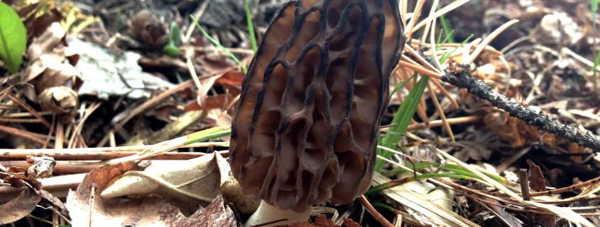 Michigan Morel Mushroom