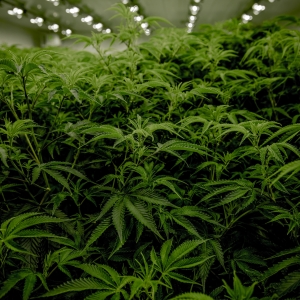 Cannabis Grow by Ryan Lange