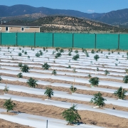 Grasshopper Farms Colorado Sun Grown Cannabis field